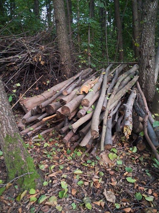 Mam do sprzedania drzewo