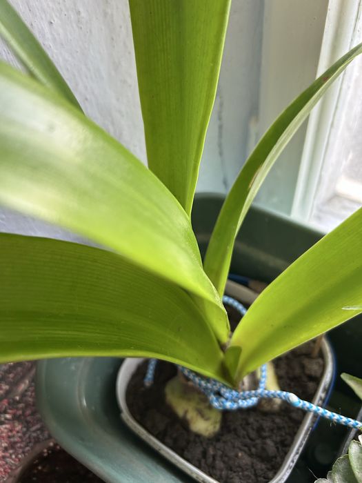 Продам гіпеаструм