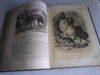 Raro e Antigo Livro cassell's popular natural history vol.2