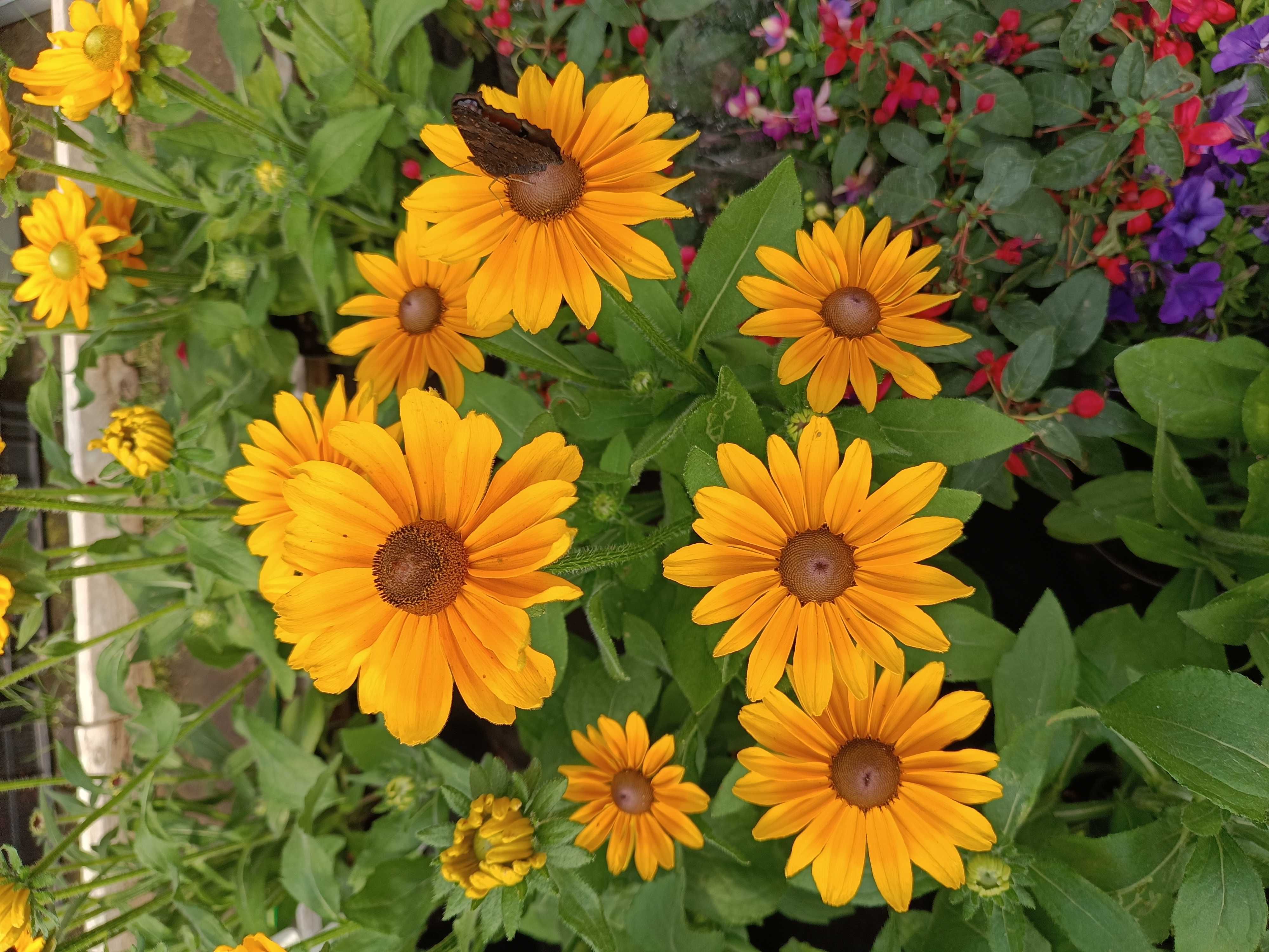 Rudbeckia Sunbeckia rózne rodzaje
