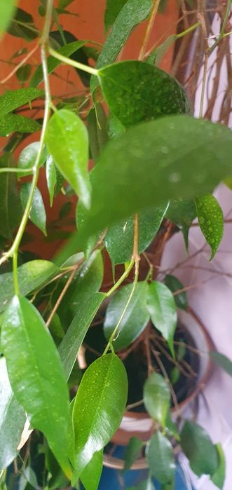 Свіжозрізи Фікус Сингоніум