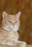 Сан котик 3 года, рыжий красавец, кот, котенок