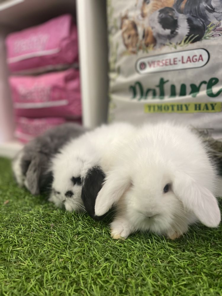 Coelhos anões Belier e mini lop - LOJA FISICA !!