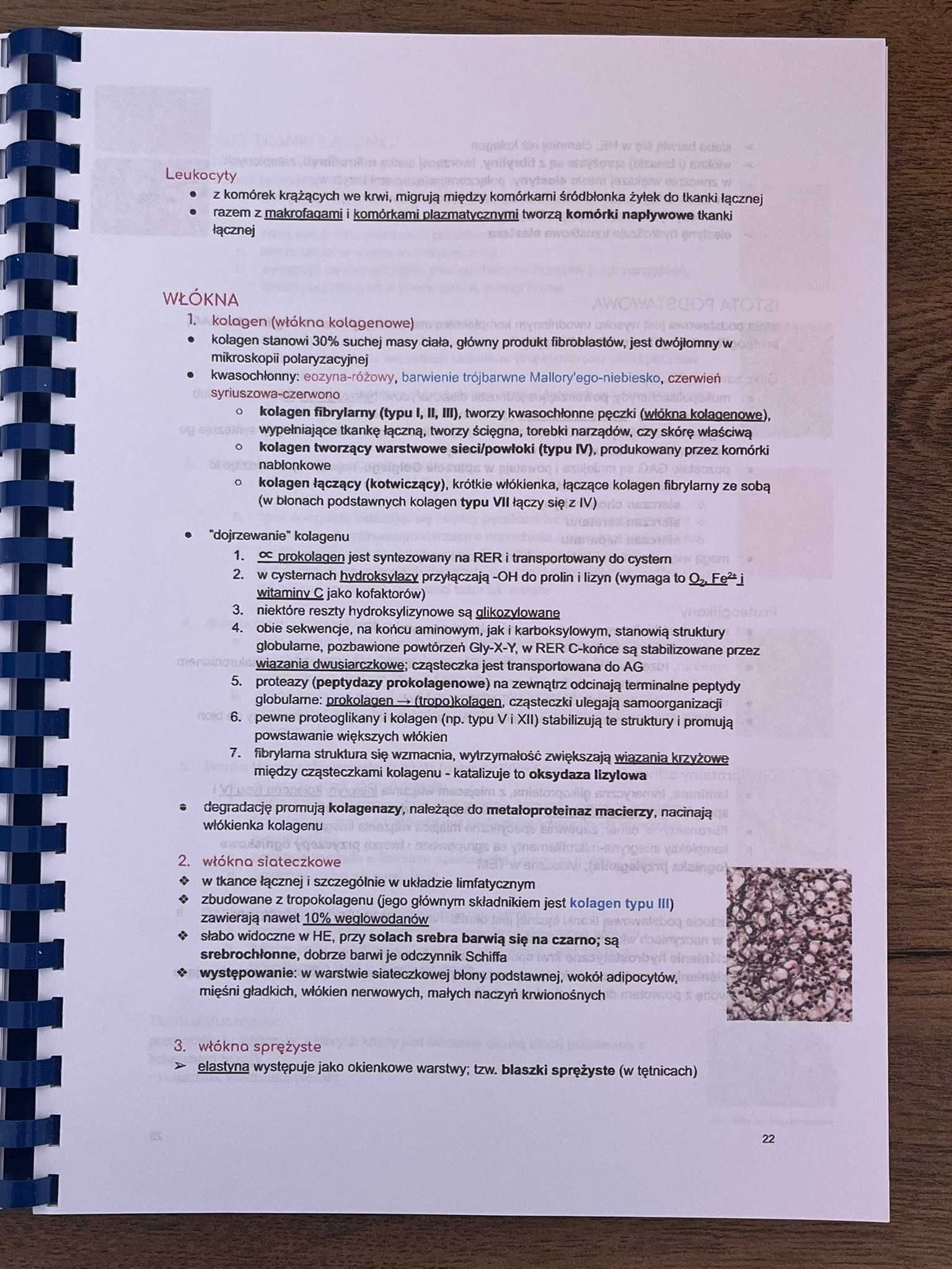 Histologia 101 skrypt z histologii