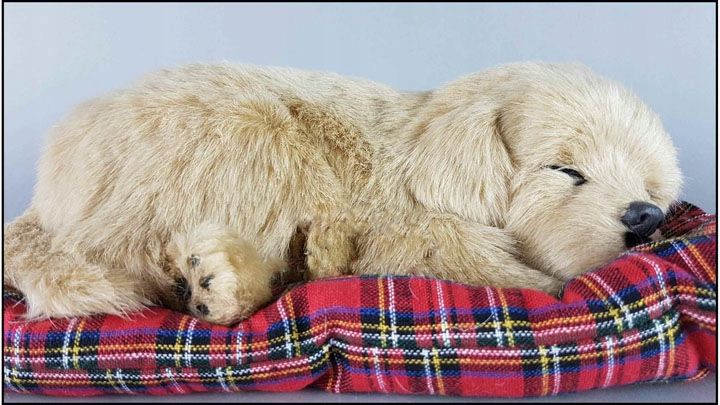 PIES Śpiący Na Poduszce Duży Piesek Labrador