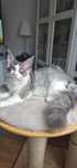 Kocurek Maine Coon 4-mies