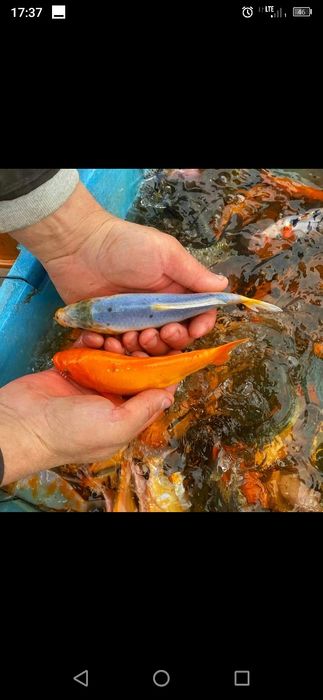 Koi karp 10-25cm