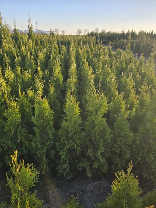 Tuja Smaragd 100 cm tuje brabant 120 szmaragd Laurowiśnia gniezno