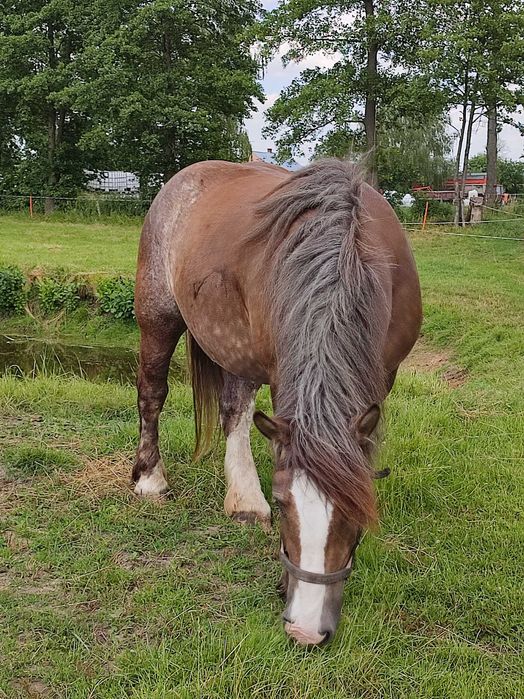 Sprzedam klacz zimnokrwistą