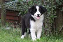Border collie ZKwP/FCI -piekny klasyczny chlopak