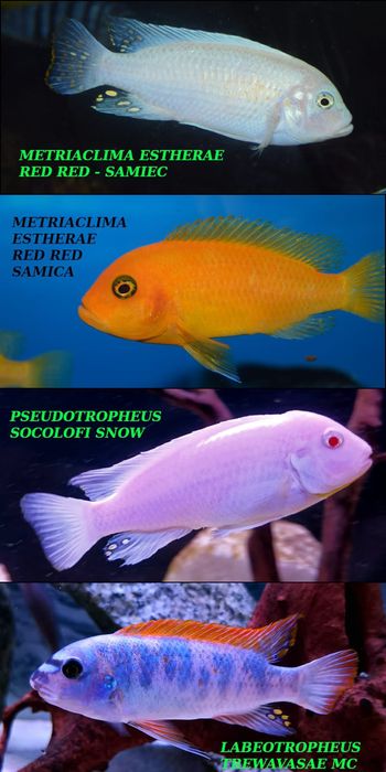 Pyszczaki jezioro Malawi , Hodowla Pyszczaków Toruń