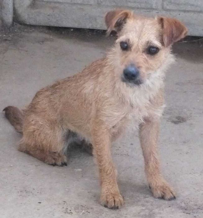 WESOŁKA nieduża,młodziutka, ruda,kontaktowa suczka do adopcji