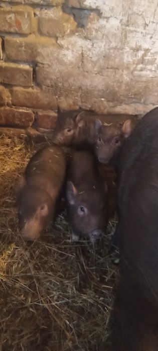 Поросята 5 неділь