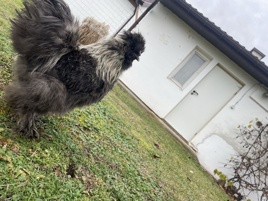 Silki stadko w calosci 5 sztuk lub w parach