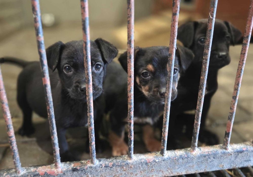 jamnik mix Szczeniaki szukają domów -schronisko Zgierz-aktualne