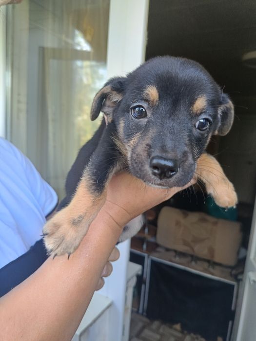 Віддам цуценя в добрі руки.