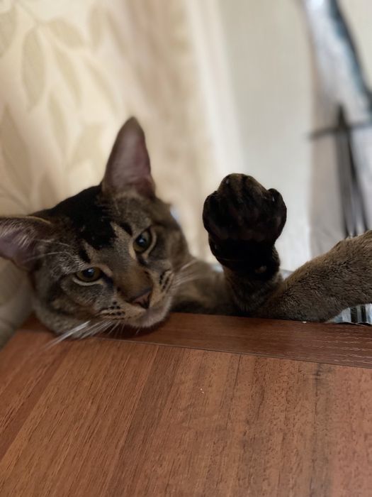 Кот Чаузи ф 4 в диком окрасе