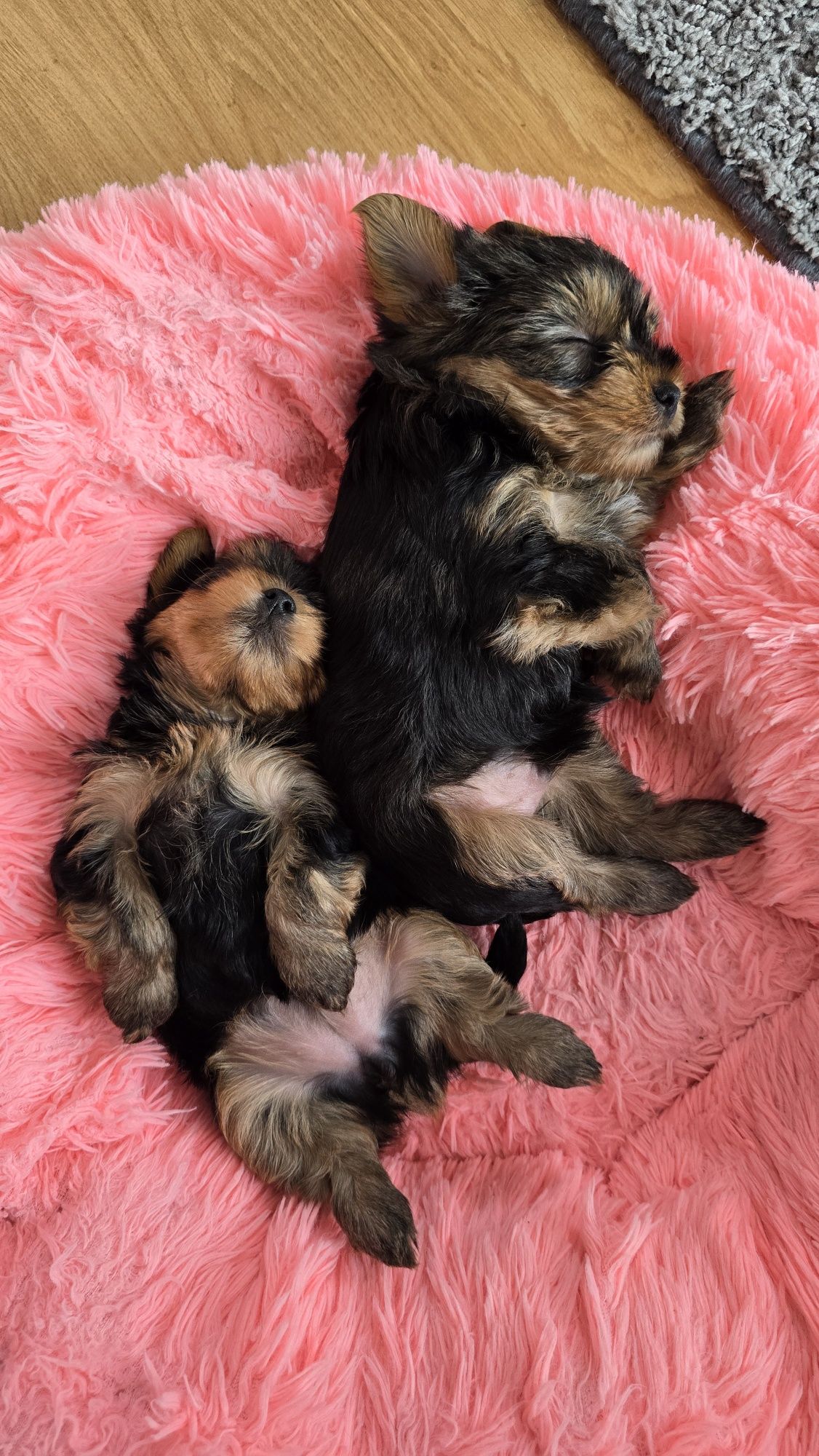 Yorkshire terrier piesek Leo