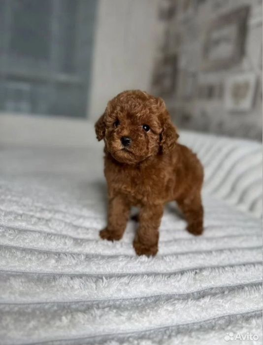 КрасавчІк  той пудель !