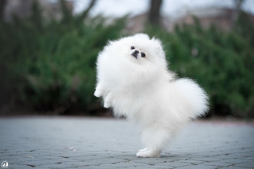 Белый померанский шпиц для вязки , КСУ документы