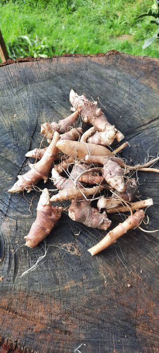 Tupinambo / girassol batateiro