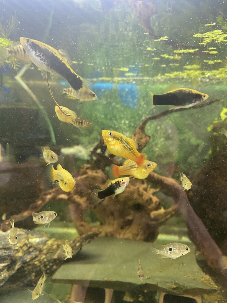 Platka- Zmienniak wielobarwny Variatus multicolor