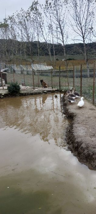 Vende-se Gansos e patos Rouen