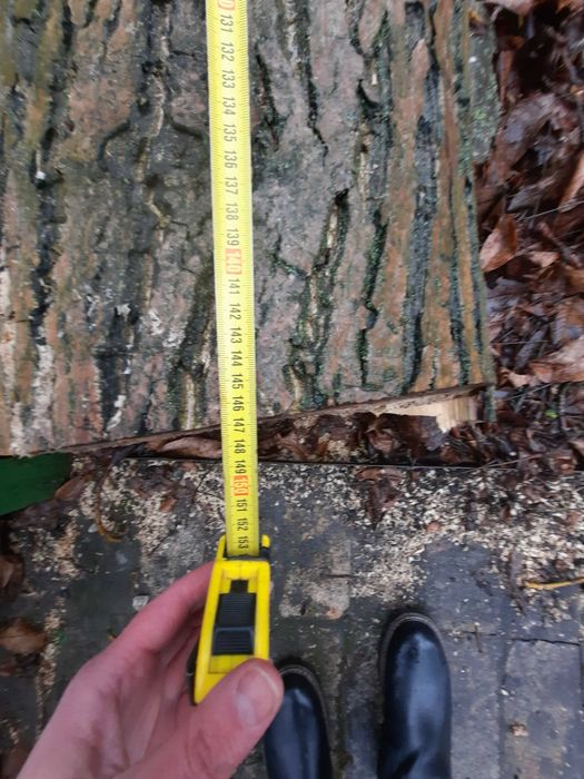 продам ствол ореха