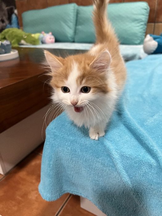 Archi Kocurek Rasy Munchkin Krótkołapy Carska Maskotka*PL