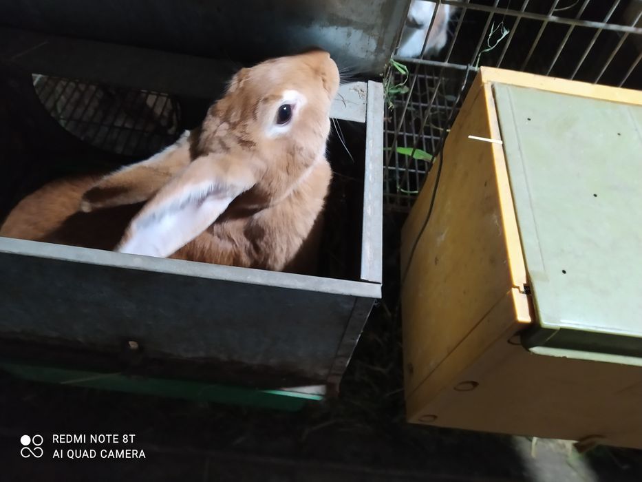 Coelhos para venda