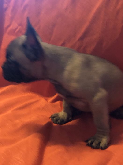 Bulldog frances.macho. Com dois meses feitos dia 8 deste mes.