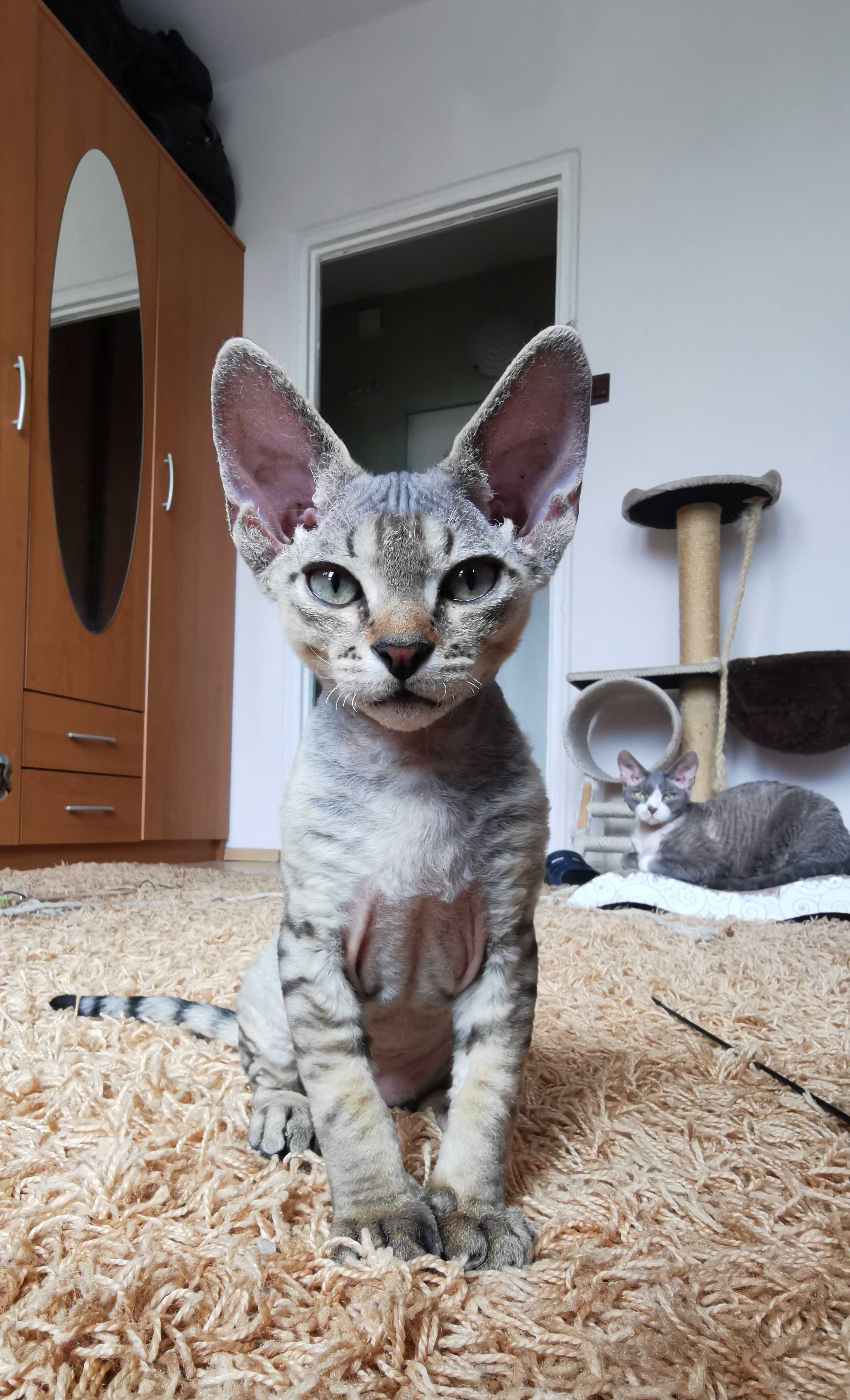Devon rex gotowy do zmiany domu