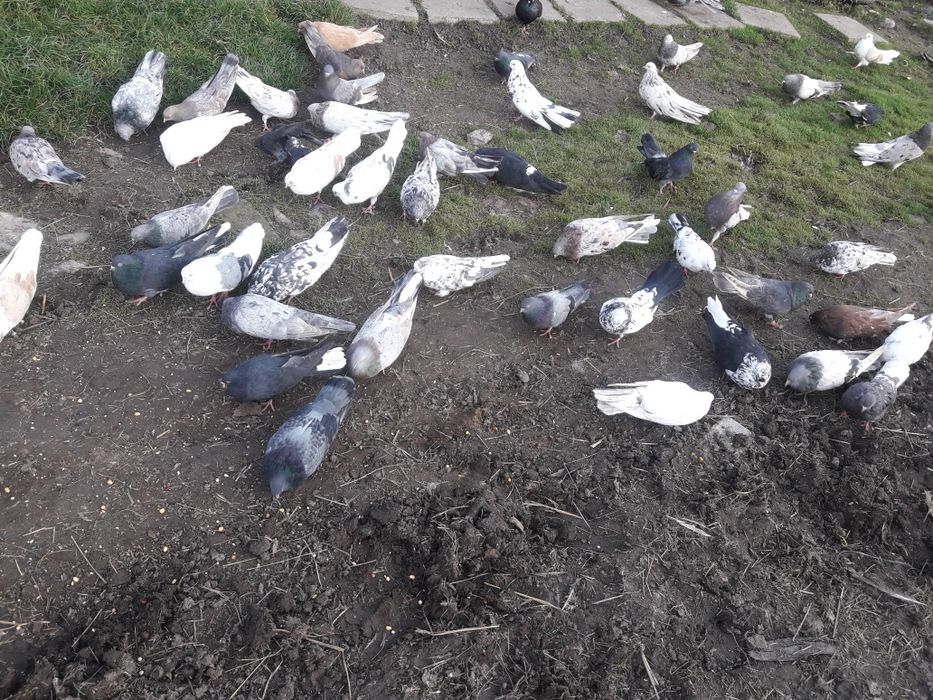 Mikołajewskie gołębie