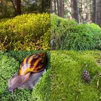 Живий, свіжий лісовий мох для равликів,черепах,домашніх тварин,для дек