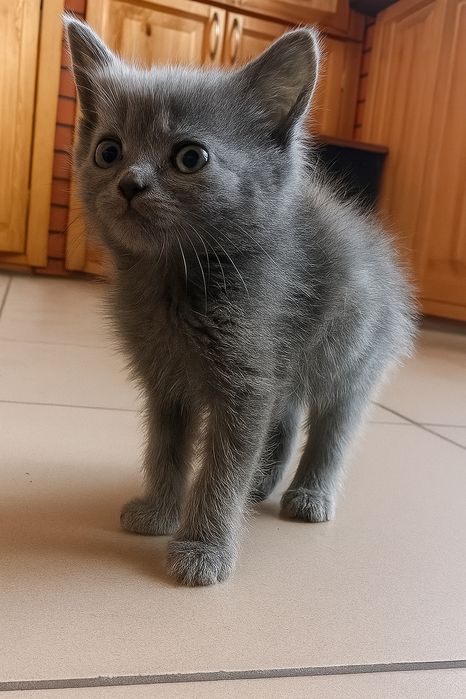 Отдам в хорошие руки котят