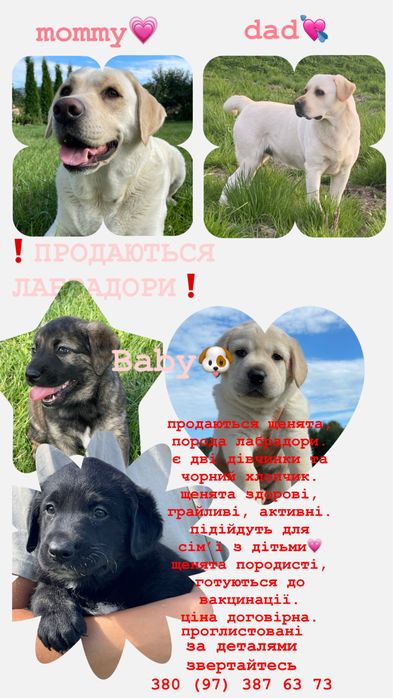 щенята, лабрадори