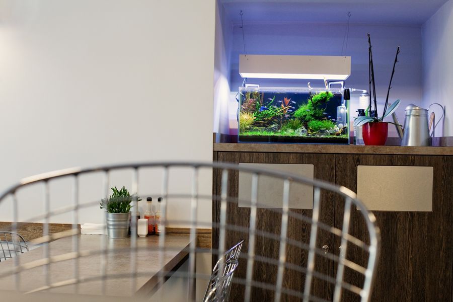 Projektowanie, zakładanie, pielęgnacja, serwis akwarium - Kraków