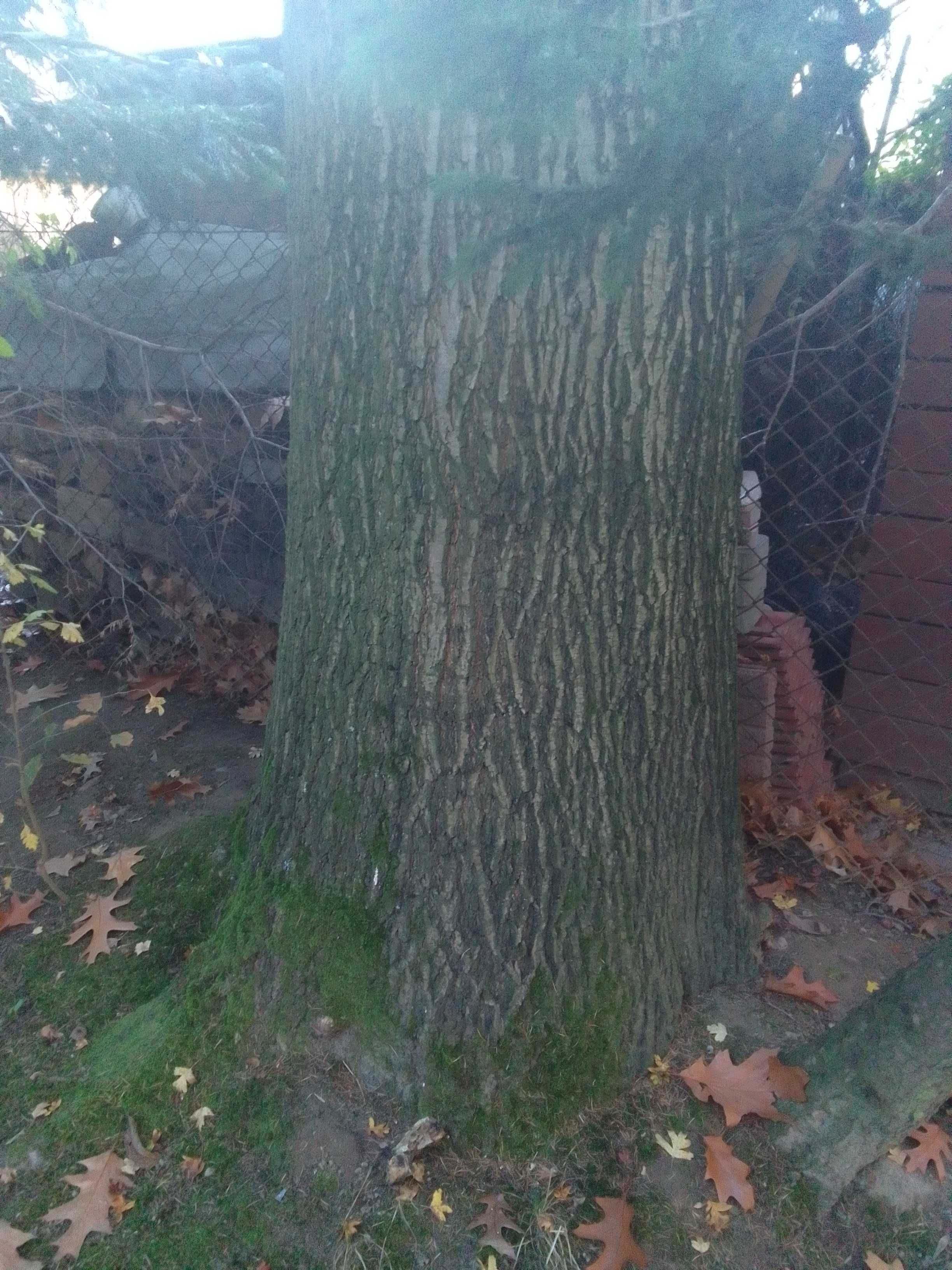 Żołędzie dębu czerwonego tegoroczne
