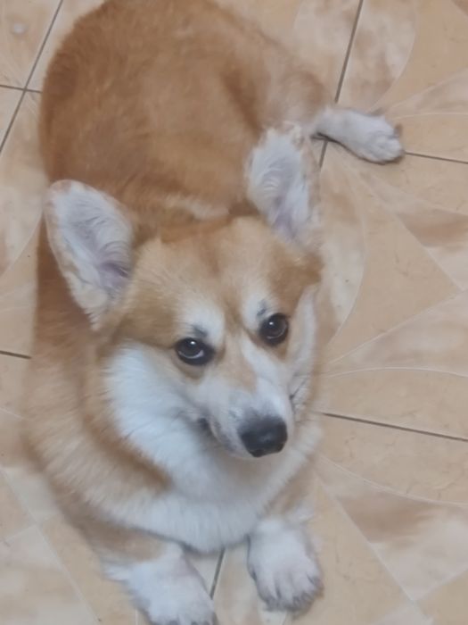 Корги кабель 1 вязка