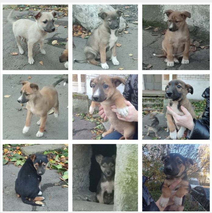 Цуценята в добрі руки (Бердичів і Житомир)