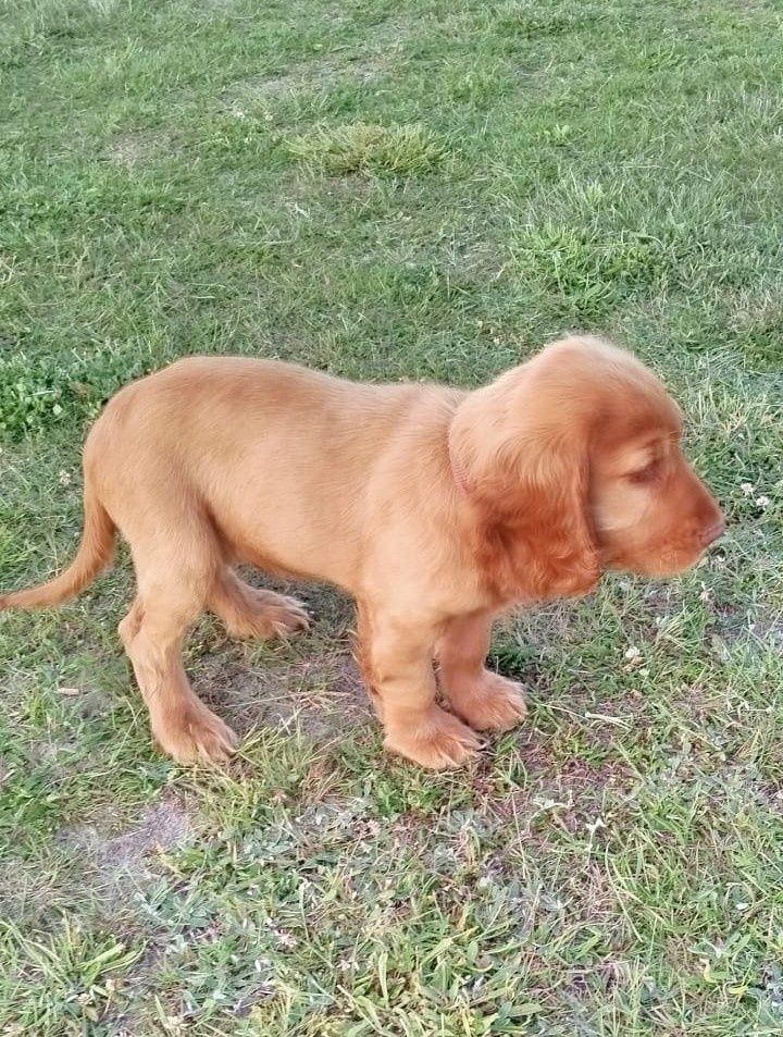 Cocker spaniel piesek