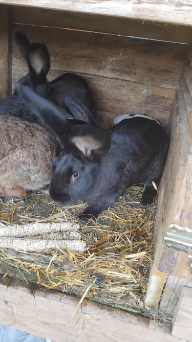 Króliki samce  sprzedam