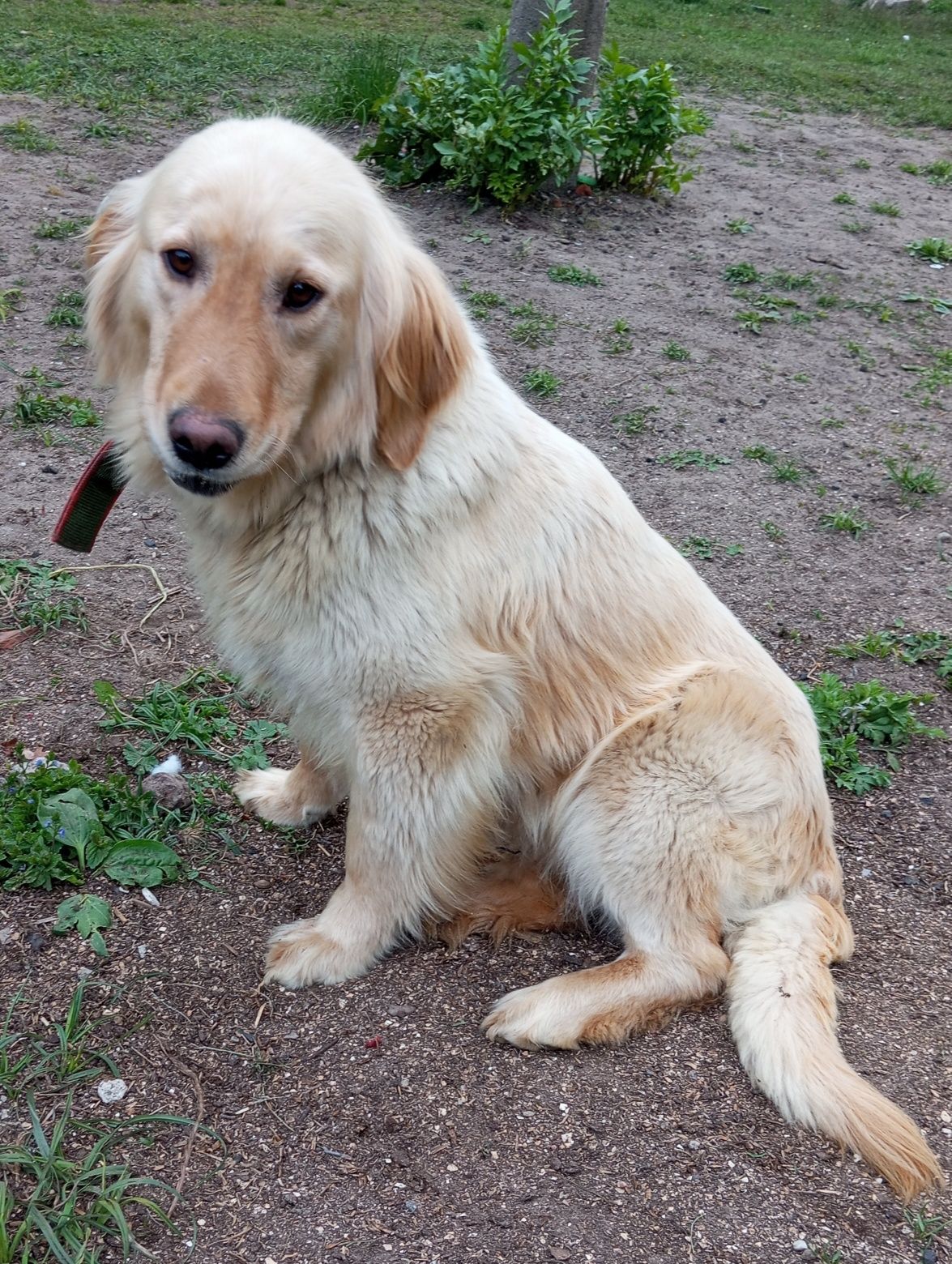 Golden retriever suka dorosła