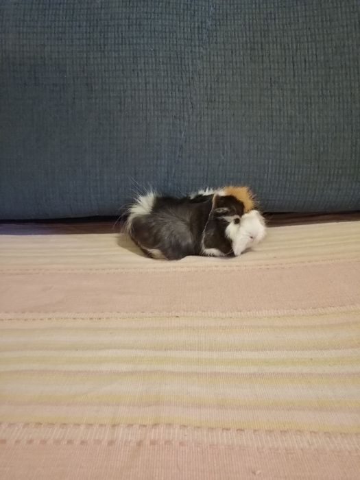 Świnka morska świnki morskie