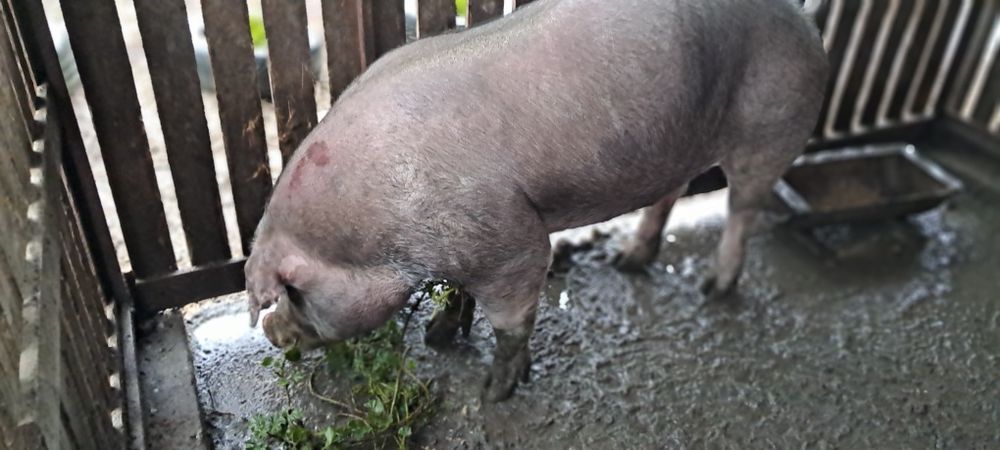 Продам кнура породи дюрок