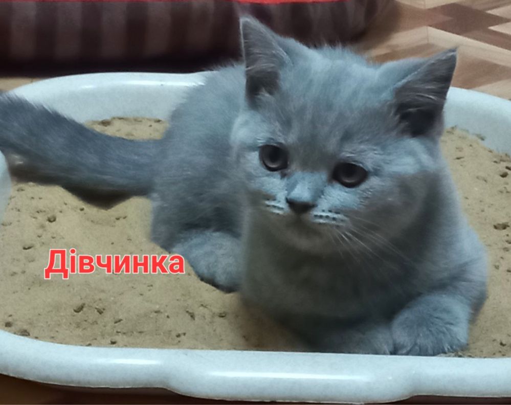 Шотланські короткошерстні