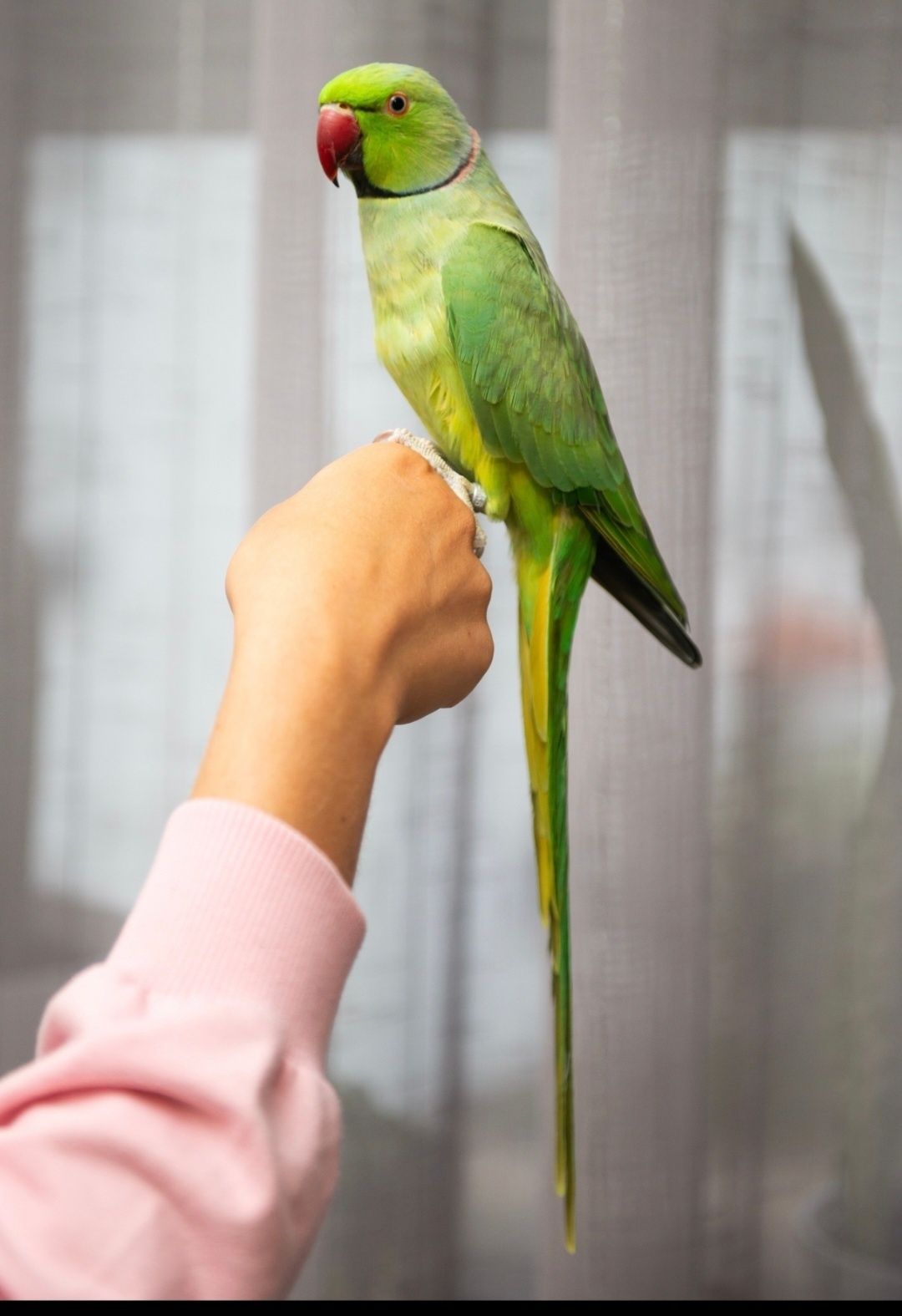 Ring Necks bebés ou Domesticados