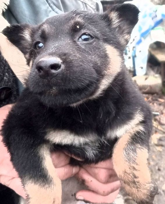 Щенята, собачки,