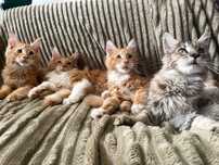 Maine coon koty szukają nowego domu