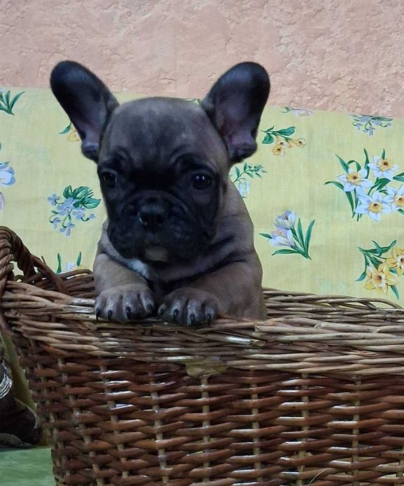 щенки французкий бульдог